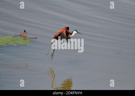 Jacana africaine (Actophilornis africanus) volant au-dessus de l'eau, uMkhuze Game Reserve, Afrique du Sud. Banque D'Images