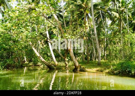 Jungle du Kerala backwaters - une chaîne de lagons et de lacs saumâtres qui s'étend parallèlement à la côte de la mer d'Arabie dans le Kerala, dans le sud de l'Inde Banque D'Images