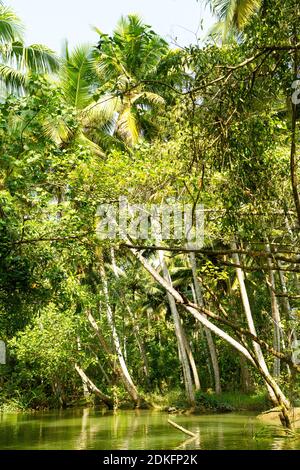 Jungle du Kerala backwaters - une chaîne de lagons et de lacs saumâtres qui s'étend parallèlement à la côte de la mer d'Arabie dans le Kerala, dans le sud de l'Inde Banque D'Images