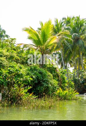 Jungle du Kerala backwaters - une chaîne de lagons et de lacs saumâtres qui s'étend parallèlement à la côte de la mer d'Arabie dans le Kerala, dans le sud de l'Inde Banque D'Images