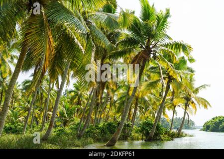 Jungle du Kerala backwaters - une chaîne de lagons et de lacs saumâtres qui s'étend parallèlement à la côte de la mer d'Arabie dans le Kerala, dans le sud de l'Inde Banque D'Images