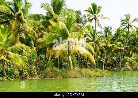 Jungle du Kerala backwaters - une chaîne de lagons et de lacs saumâtres qui s'étend parallèlement à la côte de la mer d'Arabie dans le Kerala, dans le sud de l'Inde Banque D'Images