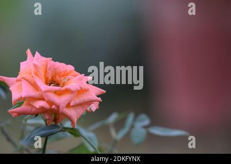 Vue de dessus gros plan de la belle fleur de rose de couleur Peach Banque D'Images