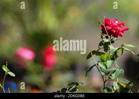 La rose de Kashmiri est une plante arbustive à fleurs. Cultivé en Asie. Belle rose rouge foncé lumineuse fleurir dans la maison de jardin avec des bourgeons et beaucoup de flo Banque D'Images
