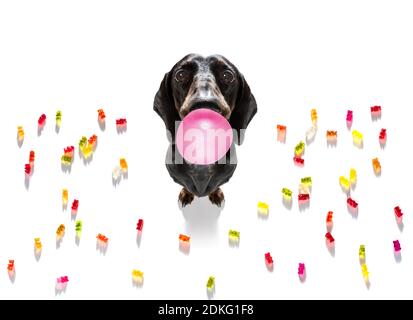 dachshund mangeant des sucreries sucrées et mâchant de la gomme à bulles, isolée sur fond blanc dans la bouche Banque D'Images