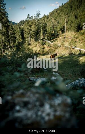 Tombes de cheval dans un pré, Philosophenweg, Allemagne, Bavière, Garmisch-Partenkirchen Banque D'Images