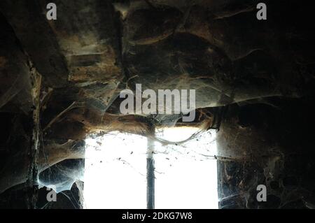 D'énormes araignées dans la vieille maison abandonnée Banque D'Images