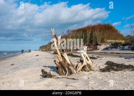 Allemagne, Mecklembourg-Poméranie occidentale, Prerow, les touristes courent le long de la plage sauvage et romantique ouest, la mer Baltique Banque D'Images