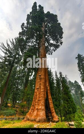 Séquoia géant Sentinel dans le parc national de Sequoia, Californie, États-Unis Banque D'Images