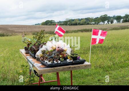 Danemark, péninsule de Møn, agriculture, vente sur route, drapeaux danois Banque D'Images