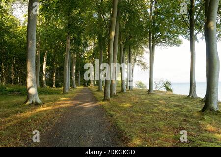 Danemark, péninsule de Møn, côte sud, Faneskovwald, longue distance en vélo Banque D'Images