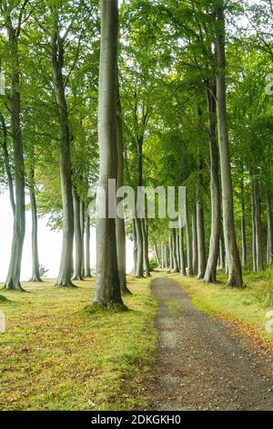 Danemark, péninsule de Møn, côte sud, Faneskovwald, sangsues Banque D'Images