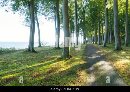 Danemark, péninsule de Møn, côte sud, Faneskovwald, vue sur la mer Baltique Banque D'Images