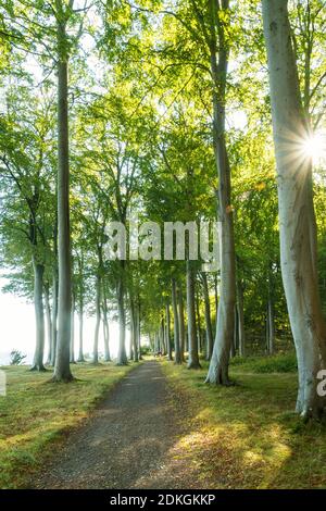 Danemark, péninsule de Møn, côte sud, Faneskovwald en contre-jour, rayons du soleil Banque D'Images