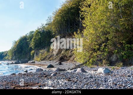 Danemark, péninsule de Møn, côte sud, plage de la mer Baltique, rive haute à Faneskovwald Banque D'Images