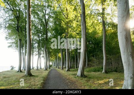 Danemark, presqu'île de Møn, côte sud, Faneskovwald, sentier de randonnée pédestre et à vélo Banque D'Images