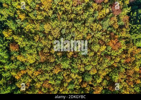 Été soleil chaud lumière forêt vue aérienne de dessus Banque D'Images