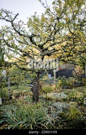 Pommier, jardin, élagage d'un pommier en automne Banque D'Images