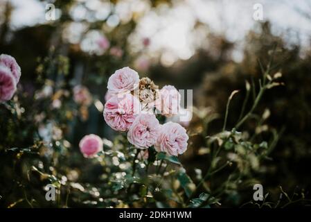 roses en automne Banque D'Images