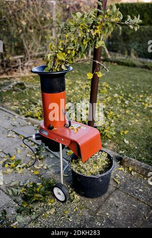Branches are crushed with a witcher, pruning an apple tree in autumn Stock Photo
