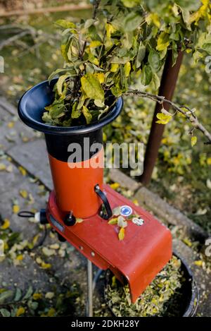 Branches are crushed with a witcher, pruning an apple tree in autumn Stock Photo