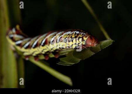 Catterpilier du Sphinx Banded Moth de l'espèce Eumorpha fasciatus manger une plante Banque D'Images