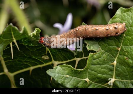 Chenille de l'espèce Spodoptera cosmioides mangeant une feuille de une plante du genre solanum Banque D'Images