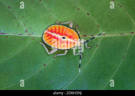 Insecte orange de bronze de quatrième stade (Musgraveia sulciventris) sur une feuille. Décembre 2020. Parc national de Daintree, Queensland, Australie. Banque D'Images