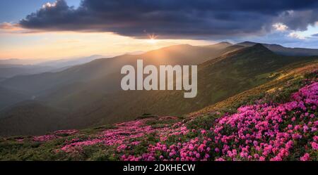 Paysage de printemps. Magnifique coucher de soleil et haute montagne. La vue panoramique sur la pelouse est couverte de fleurs de rhododendron roses. Lieu Carpathian, Ukraine, EUR Banque D'Images