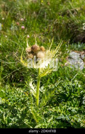 Chardon épineux, (Cirsium spinossimum), Kaiser-Franz-Josefs-Höhe, Grossglockner, Parc national Hohe Tauern, Carinthie, Autriche Banque D'Images