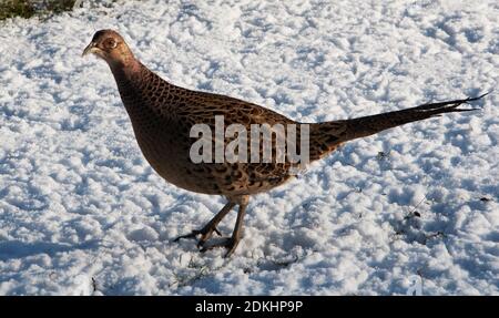 Poule faisan marchant dans la neige. Banque D'Images