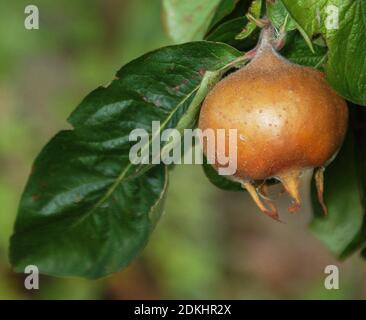 Medlar Banque D'Images