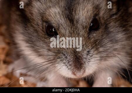 Hamster nain de Campbell de l'espèce Phodopus campbelli Banque D'Images