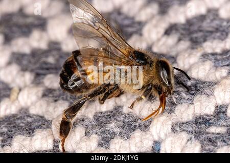 Abeille occidentale de l'espèce APIs mellifera mort Banque D'Images