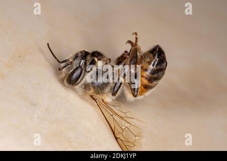 Abeille occidentale de l'espèce APIs mellifera mort Banque D'Images