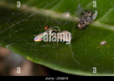 Meshweaver de la famille Dictynidae prêtant une mouche à long pattes de La famille des Dolichopodidae Banque D'Images