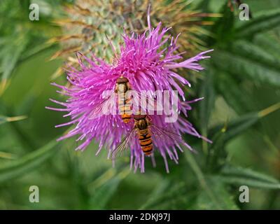 2 deux surmouches marmalades (Episyrphus balteatus) se nourrissant en tandem sur le nectar du chardon rampant (Cirsium arvense) North Yorkshire, Angleterre, Royaume-Uni Banque D'Images