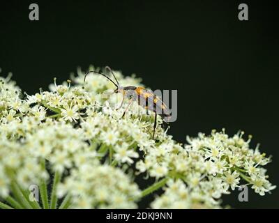 Rutpela maculata / Strangalia maculata - coléoptère de longhorn tacheté se nourrissant sur la tête de fleurs de Hogweed (Heracleum sphondylium) North Yorkshire, Angleterre, Royaume-Uni Banque D'Images