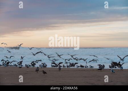 Grande colonie d'oiseaux de mer sur la plage au coucher du soleil. Troupeau de mouettes et de pélicans. Magnifique ciel nuageux en arrière-plan Banque D'Images