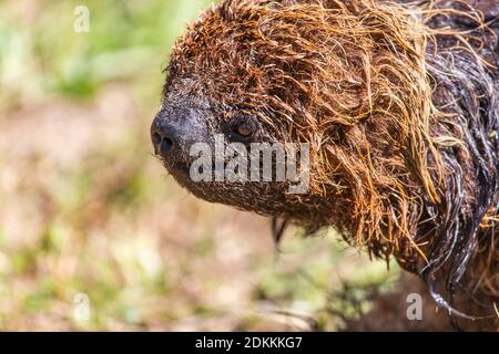 Gros plan sur le visage laqué (Bradypus torquatus) Banque D'Images