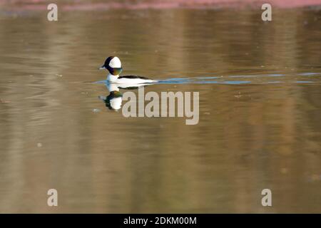 Un mâle drake Bufflehead canard nageant sur l'eau Banque D'Images