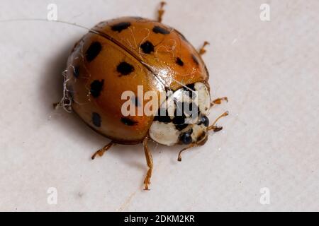 L'asiatique Dame Beetle de l'espèce Harmonia axyridis Banque D'Images