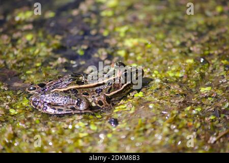 Une grenouille dans la boue. Banque D'Images