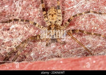 Araignée errante du genre Enoploctenus Banque D'Images