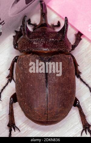 Rhinoceros brésilien Beetle de l'espèce Coelosis bicornis Banque D'Images