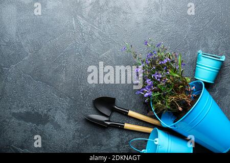 Ensemble de fournitures de jardinage et plante sur fond sombre Banque D'Images