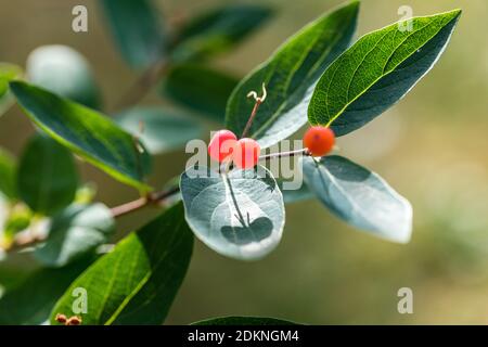 Le chèvrefeuille de Tartarie, Rosentry (Lonicera tatarica) Banque D'Images