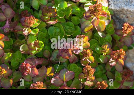 'Tapis rouge' Stonecrop caucasien, Kaukasiskt fetblad (Sedum spium) Banque D'Images