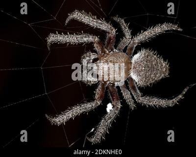 Orbweaver classique du genre Eriophora avec foyer sélectif Banque D'Images