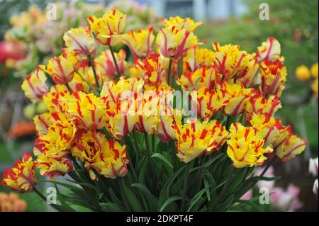 Tulipe rouge et jaune (Tulipa) perroquet flamboyant au Chelsea Spectacle de fleurs 2016 Banque D'Images